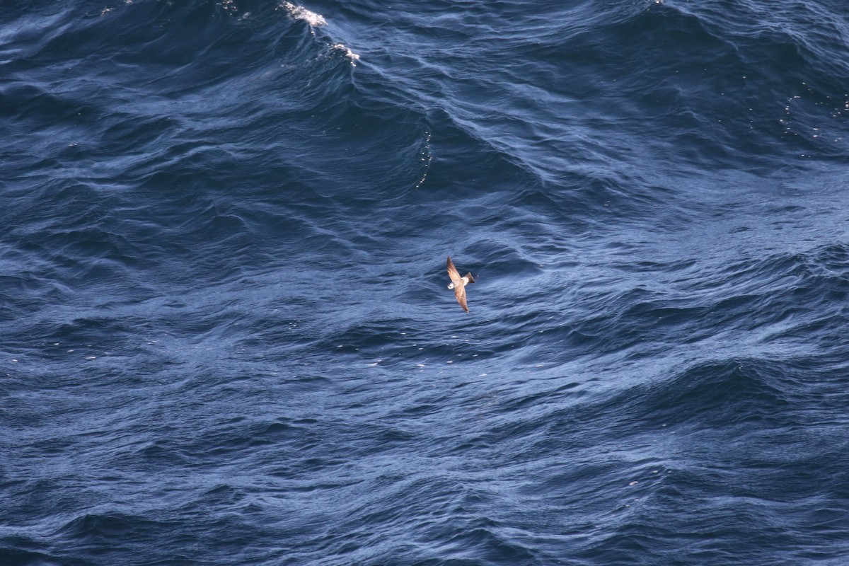 White-faced Storm-Petrel - ML92836411