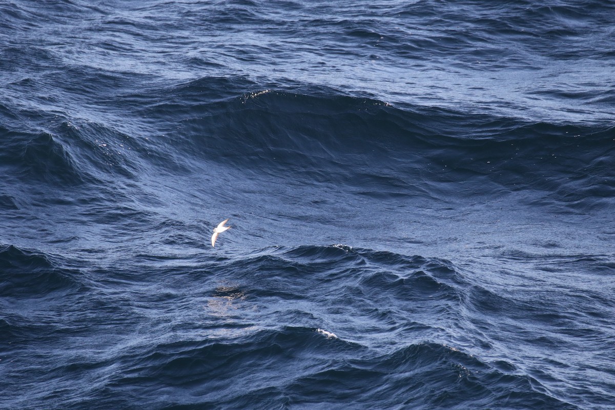 White-faced Storm-Petrel - ML92836421