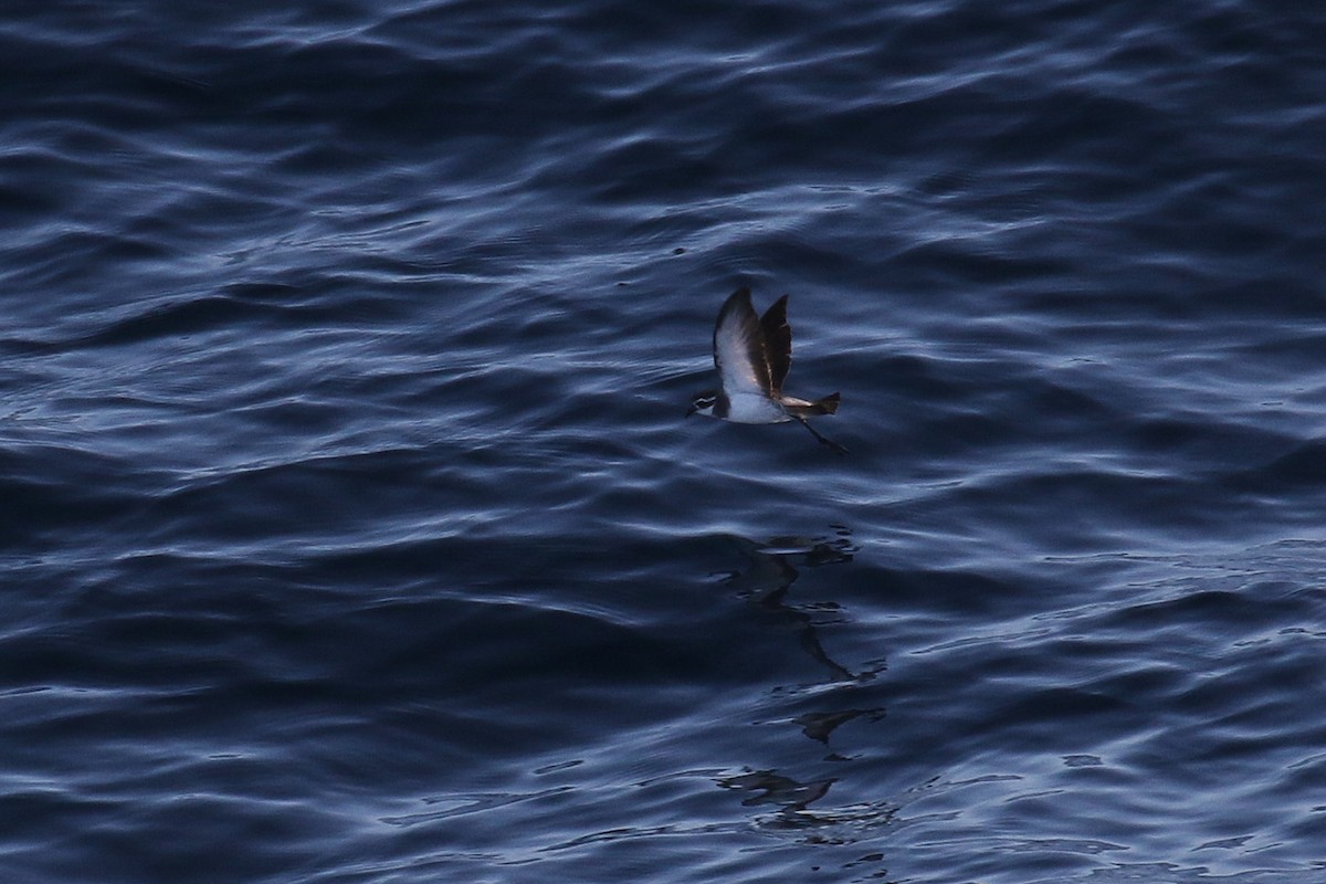 White-faced Storm-Petrel - ML92836521