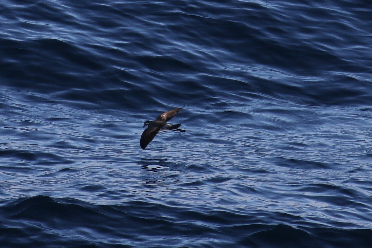 White-faced Storm-Petrel - Fabrice Schmitt