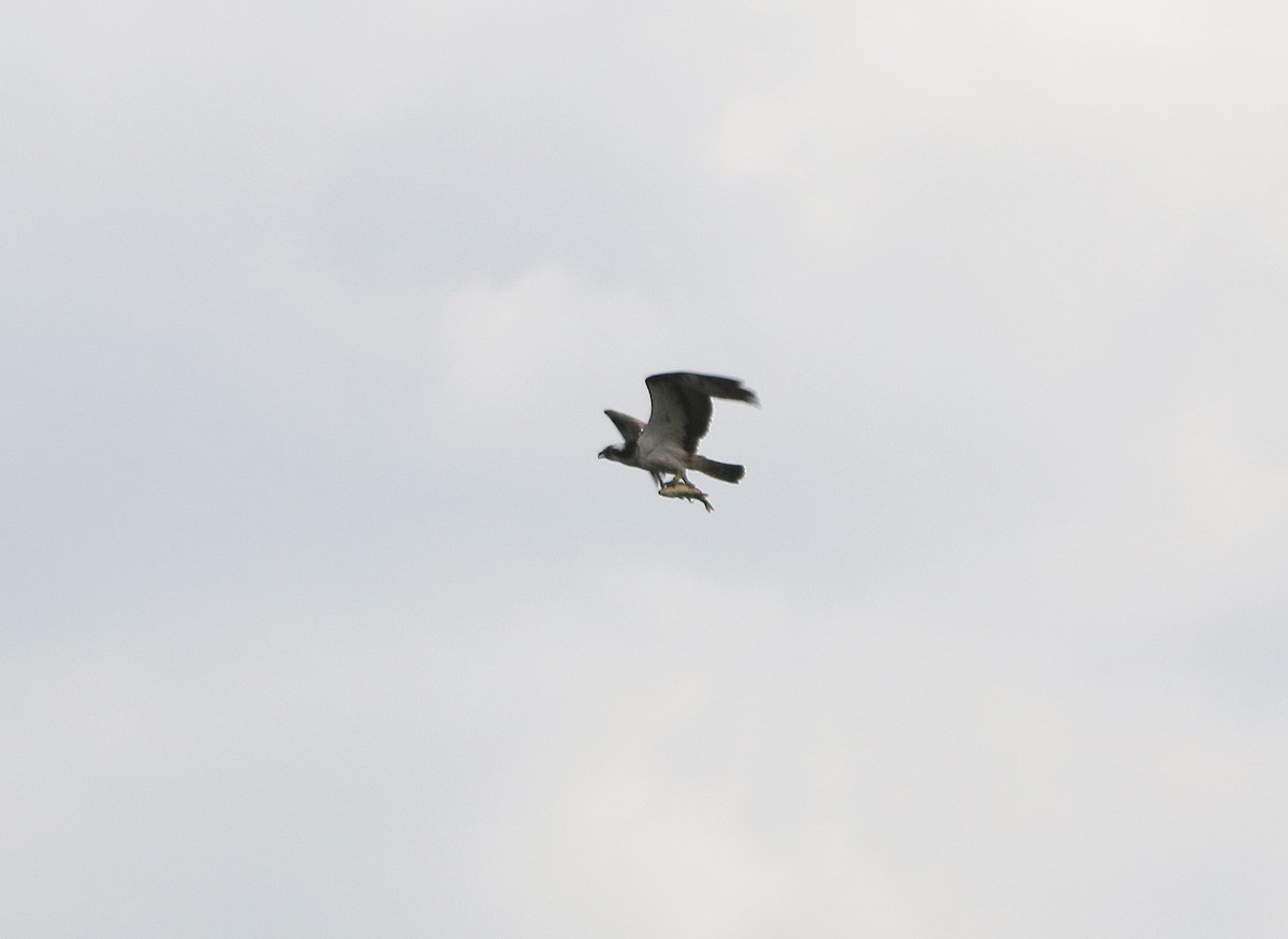 Osprey (haliaetus) - ML92837671