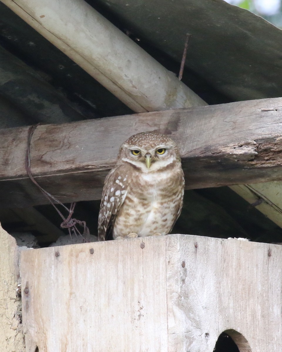 Spotted Owlet - ML92838711
