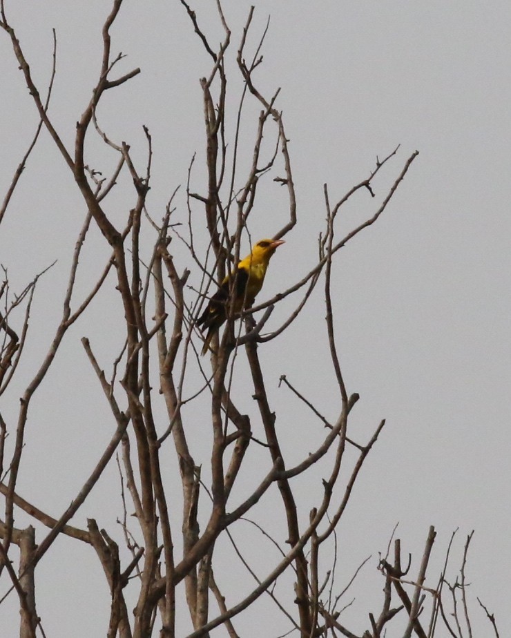 Indian Golden Oriole - ML92838871