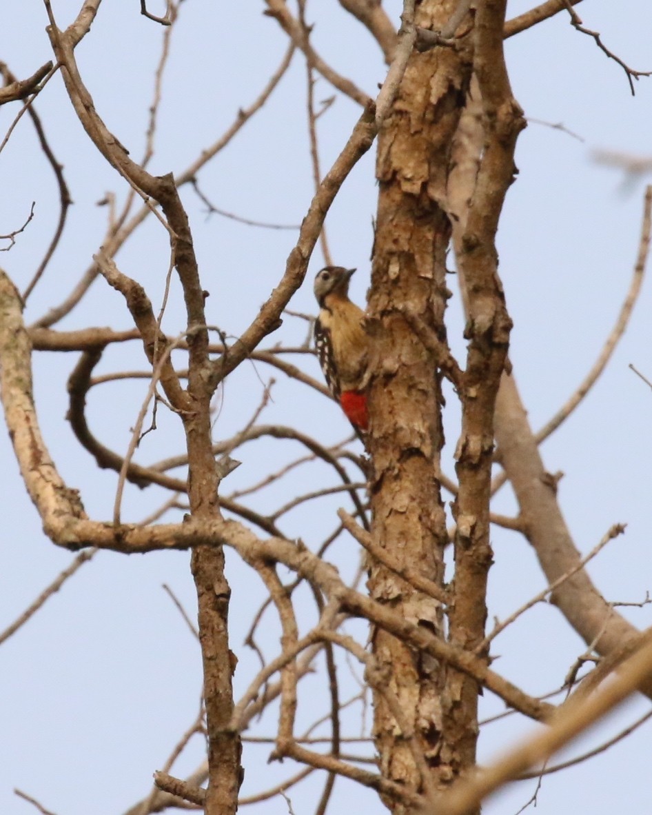 Fulvous-breasted Woodpecker - ML92838941