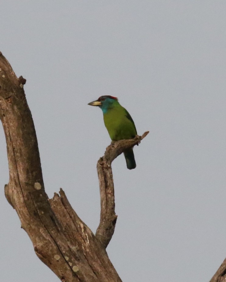 Blue-throated Barbet - ML92838961