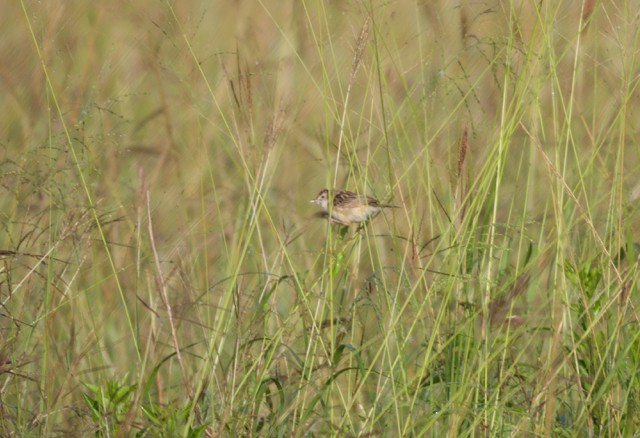 Zitting Cisticola - Gary Brunvoll