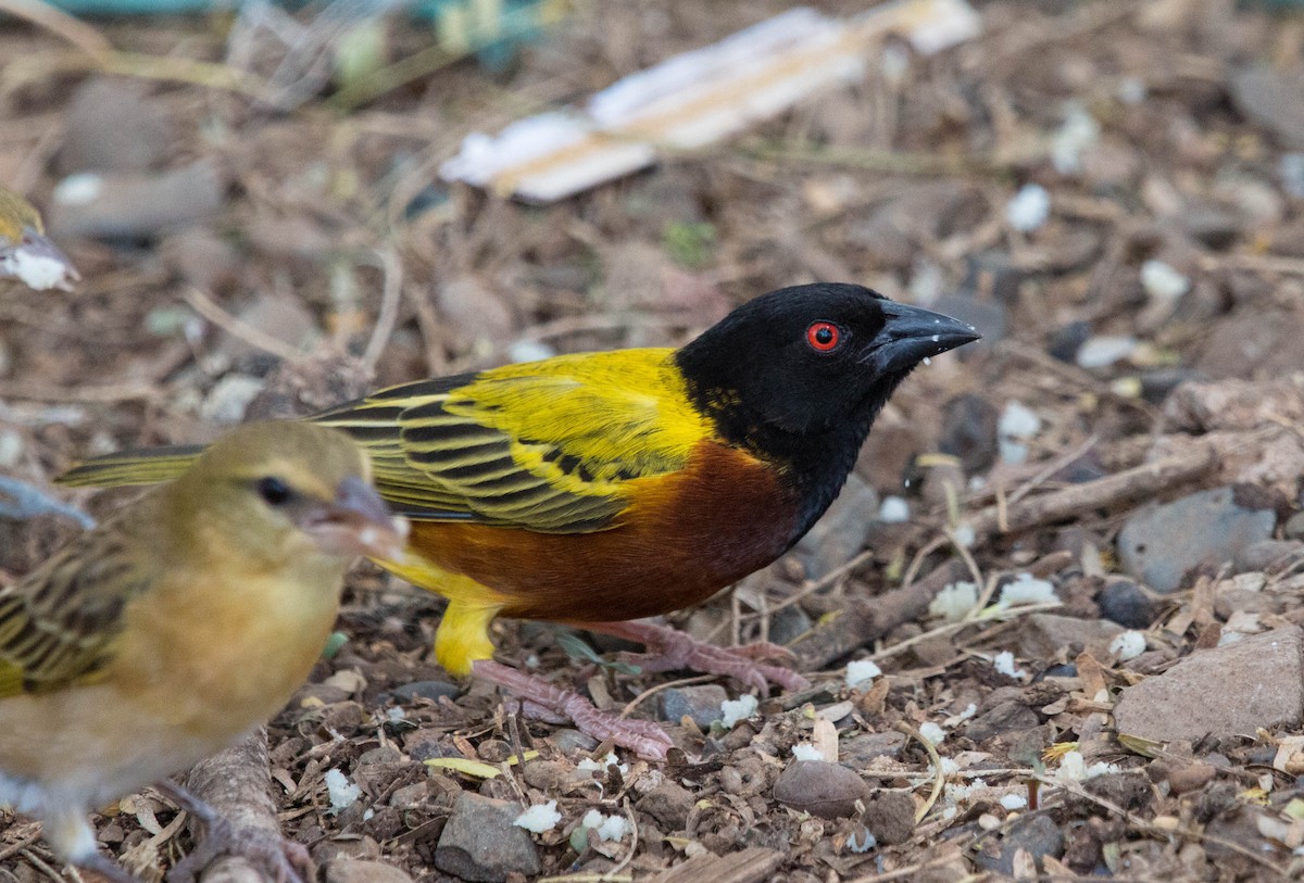 Golden-backed Weaver - ML92841751