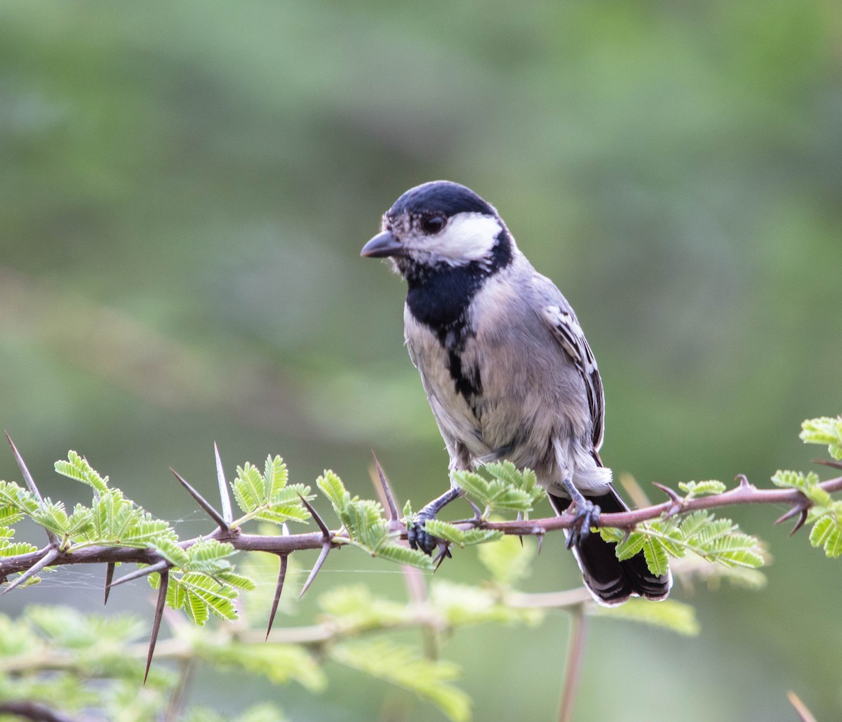 Somali Tit - Kevin Vande Vusse