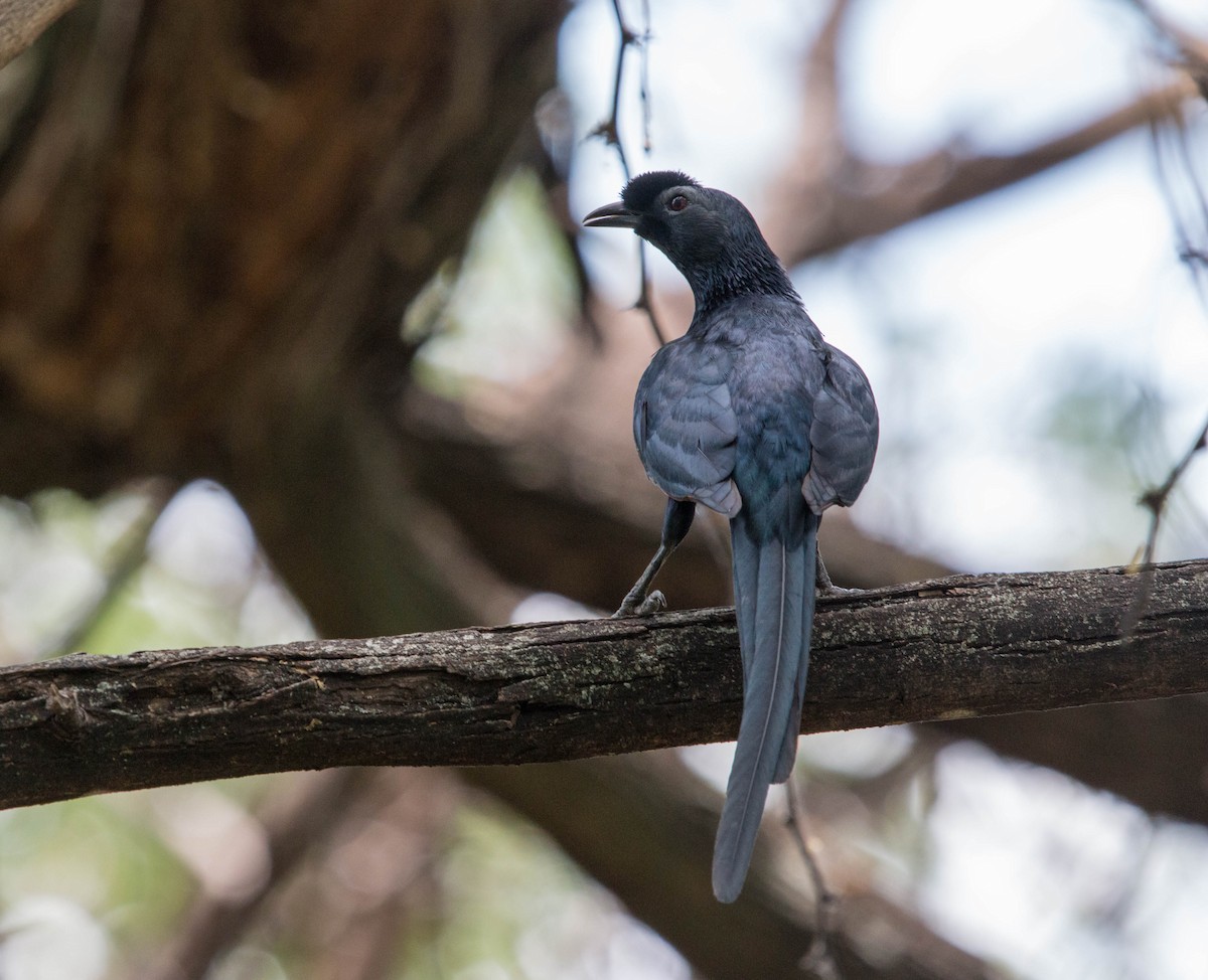 Bristle-crowned Starling - ML92842561