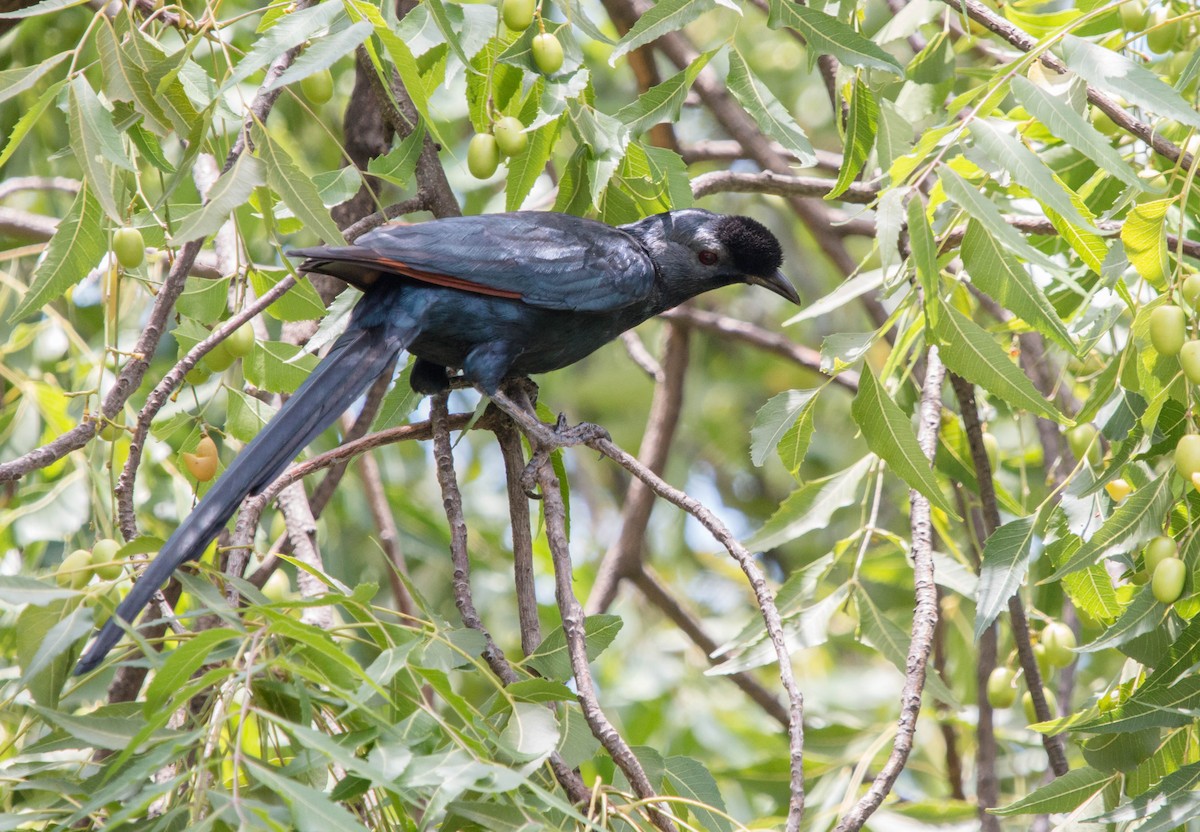 Bristle-crowned Starling - ML92842581