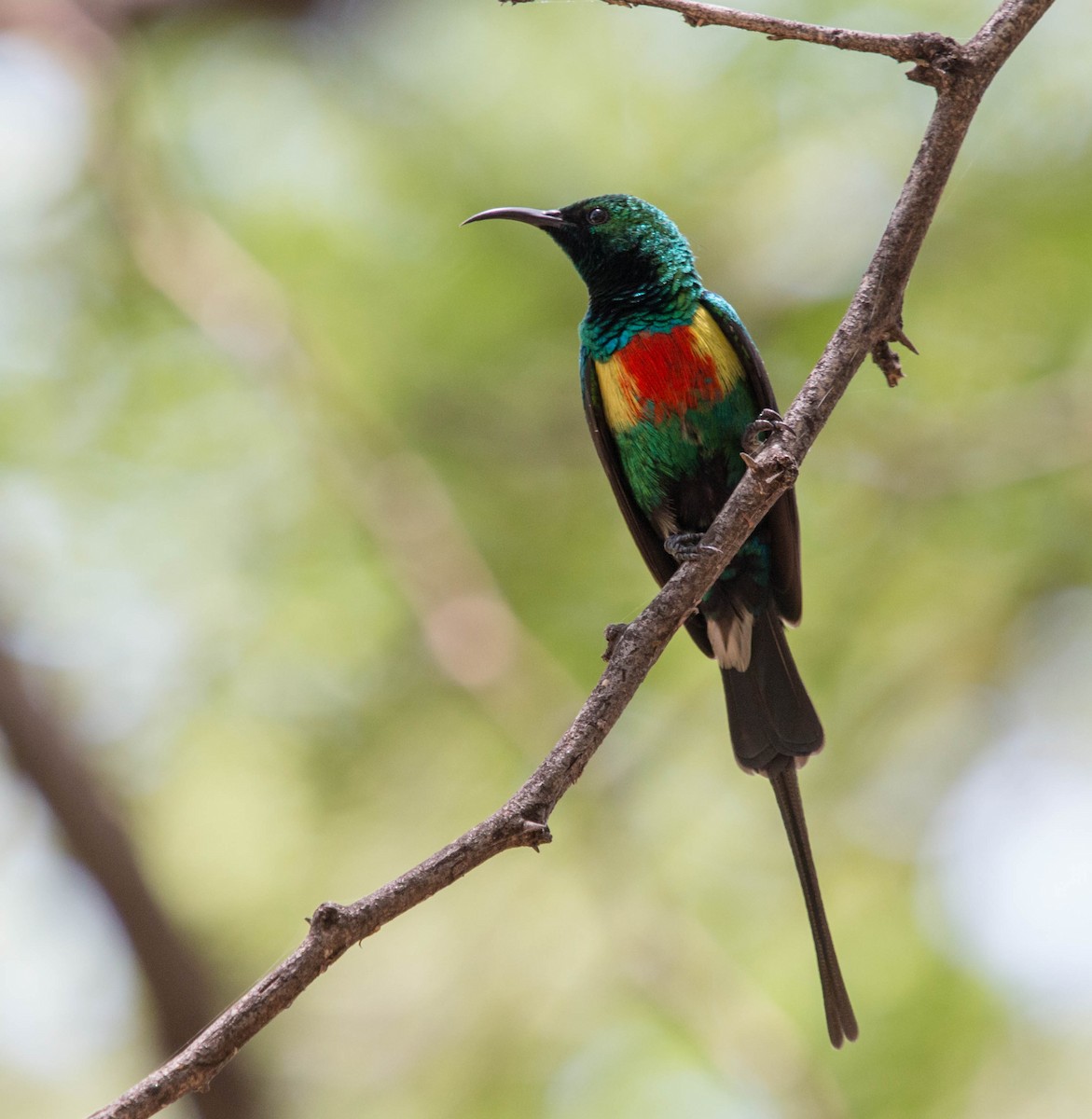 Beautiful Sunbird - ML92842591