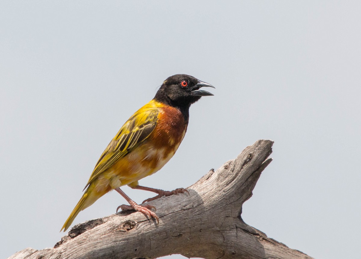 Golden-backed Weaver - ML92842631