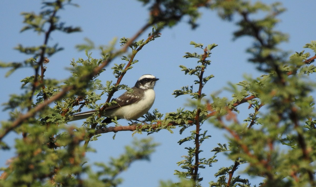 White-browed Fantail - ML92843451