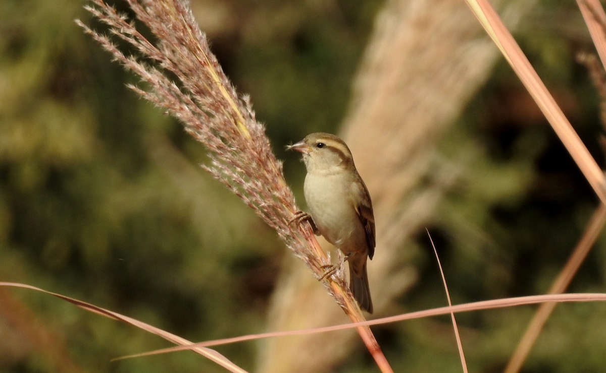 Moineau du Sind - ML92843491