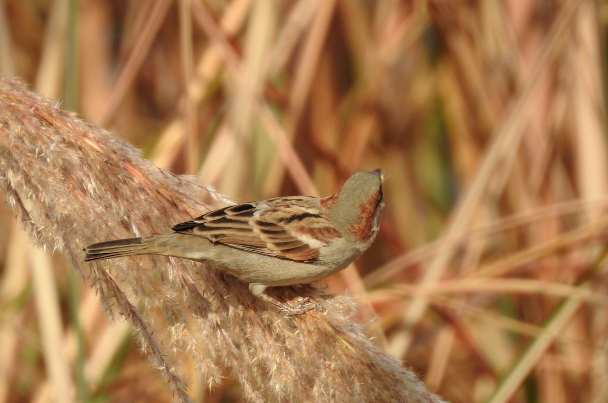 Moineau du Sind - ML92843531