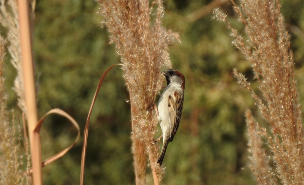 Moineau du Sind - ML92843551