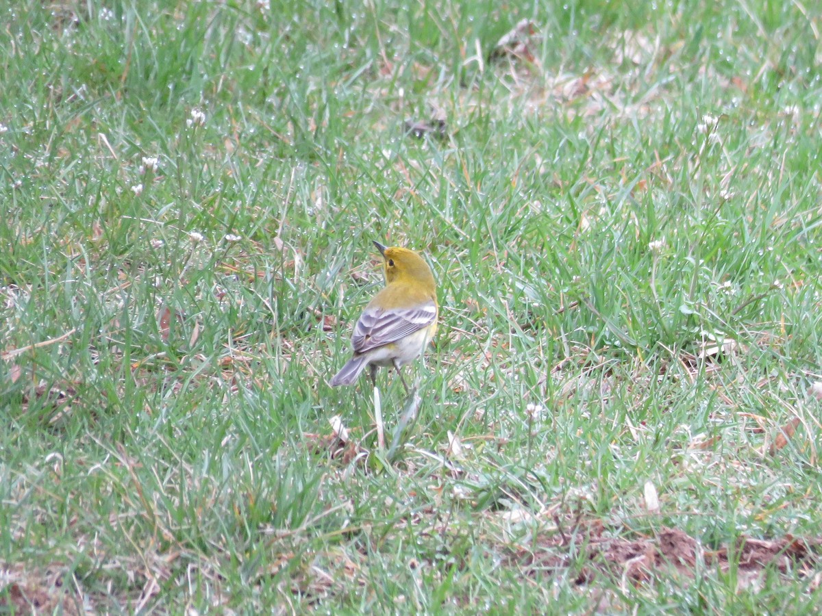 Pine Warbler - ML92846651