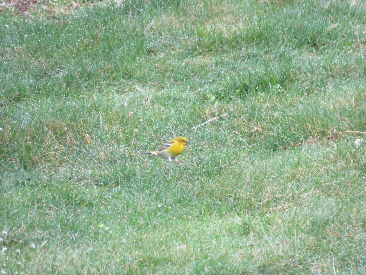 Pine Warbler - ML92846661