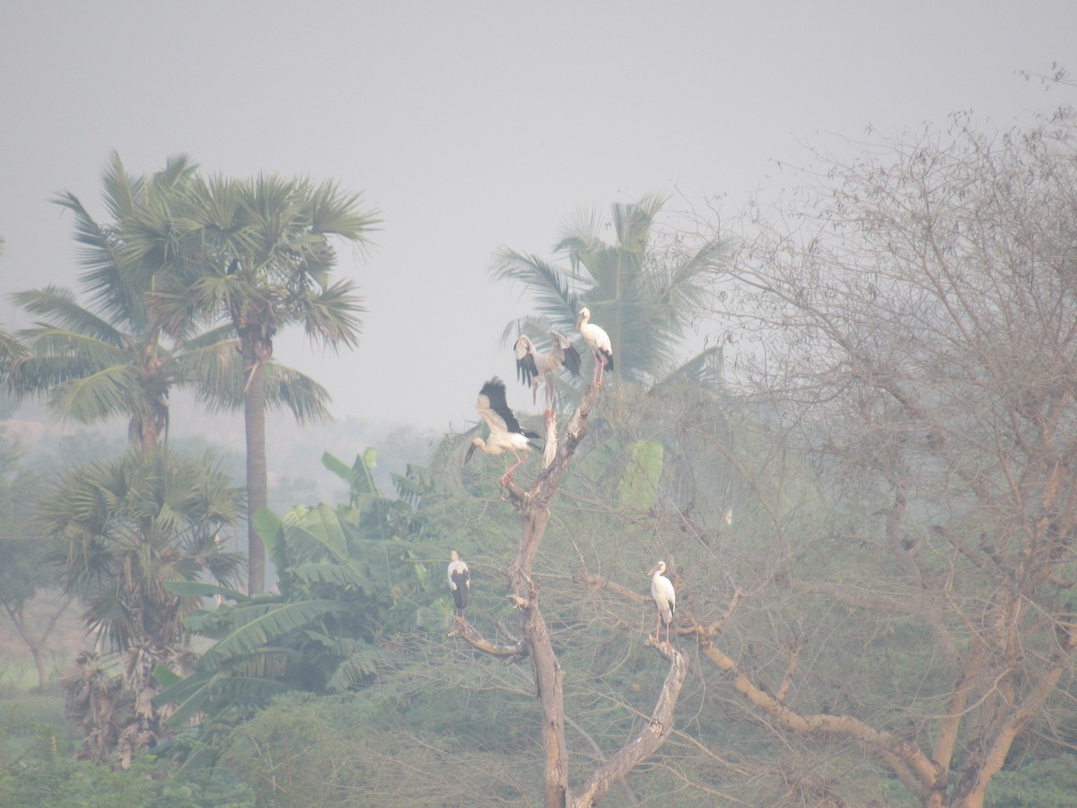 Asian Openbill - ML92848191