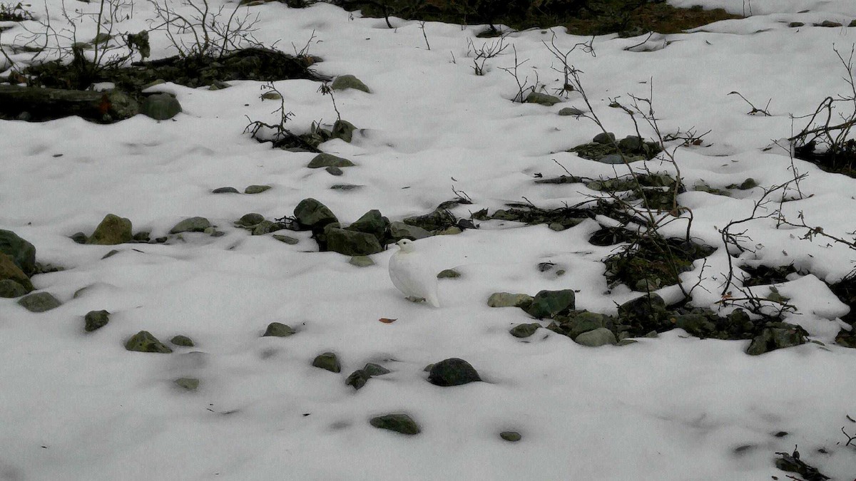 White-tailed Ptarmigan - ML92848321