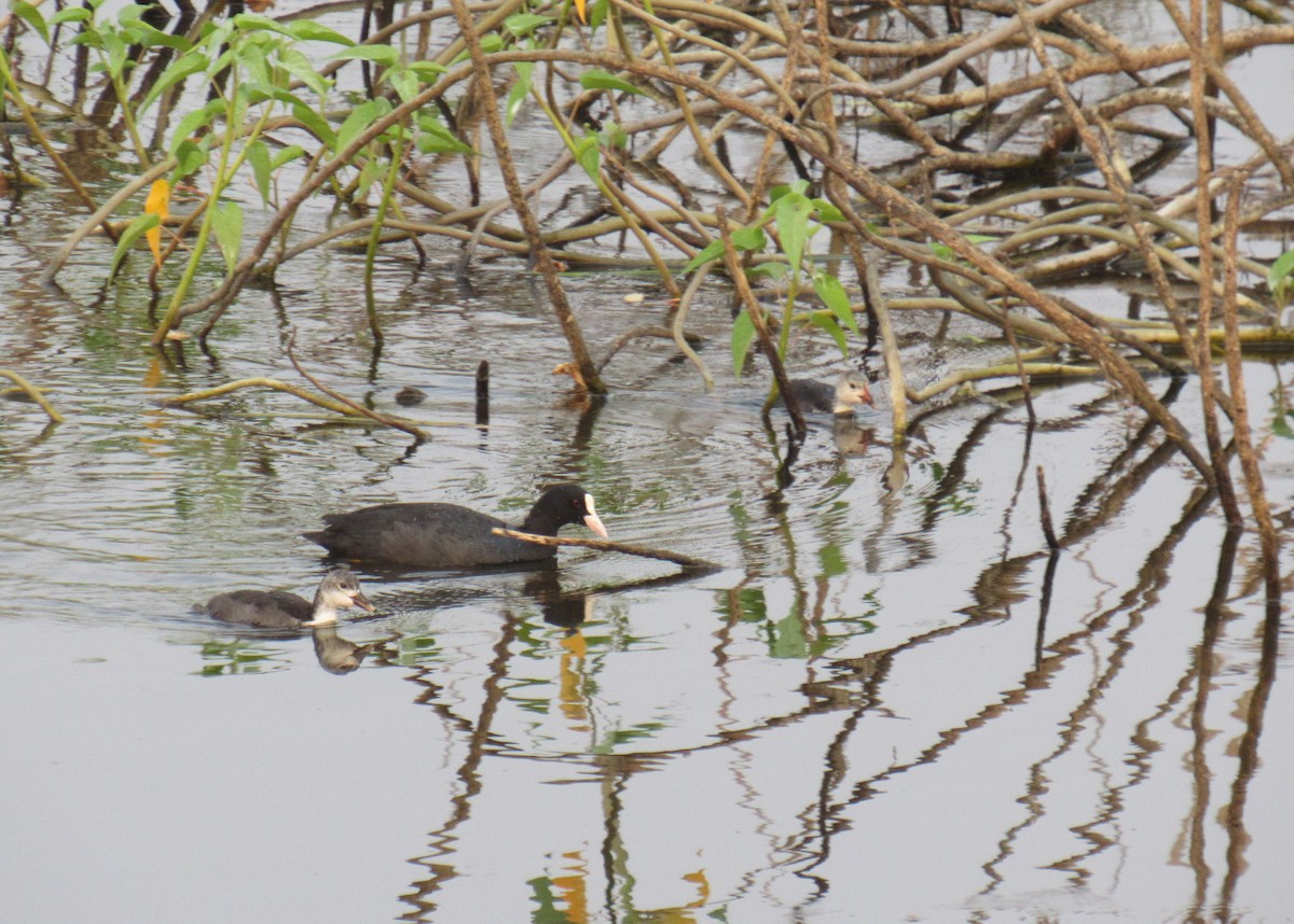 Eurasian Coot - ML92848491