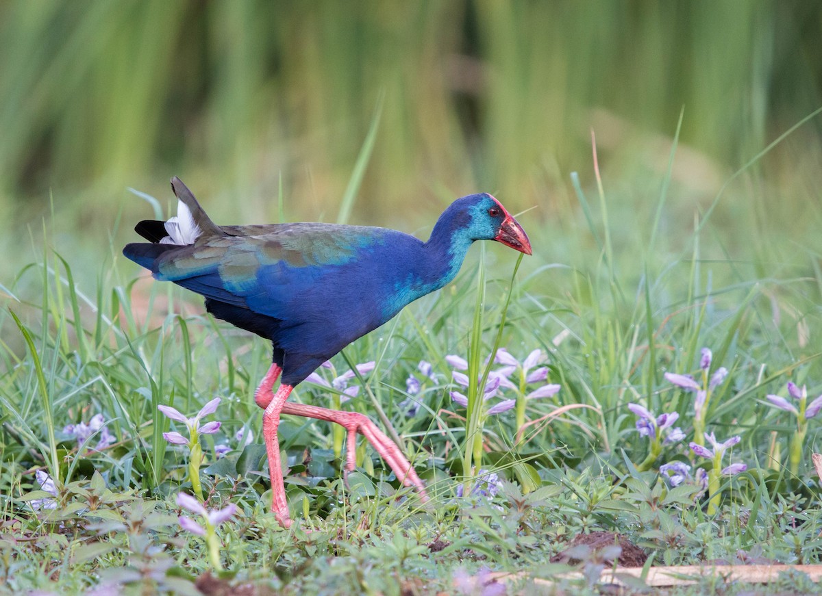 African Swamphen - ML92849231