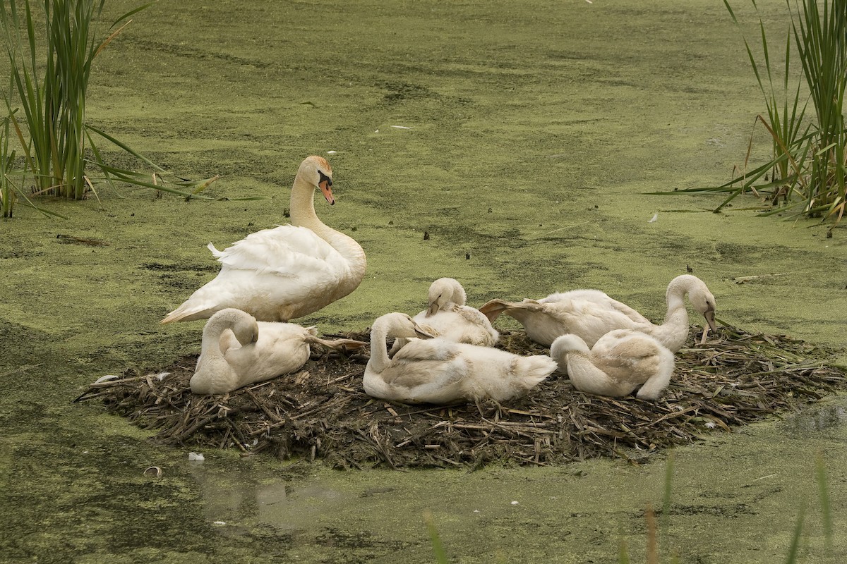 Mute Swan - ML92849261