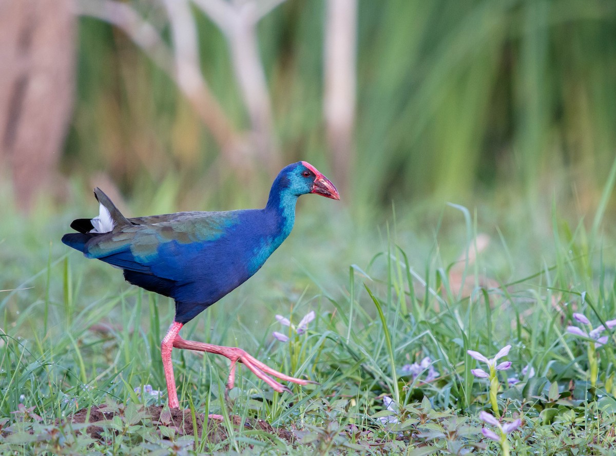 African Swamphen - Kevin Vande Vusse