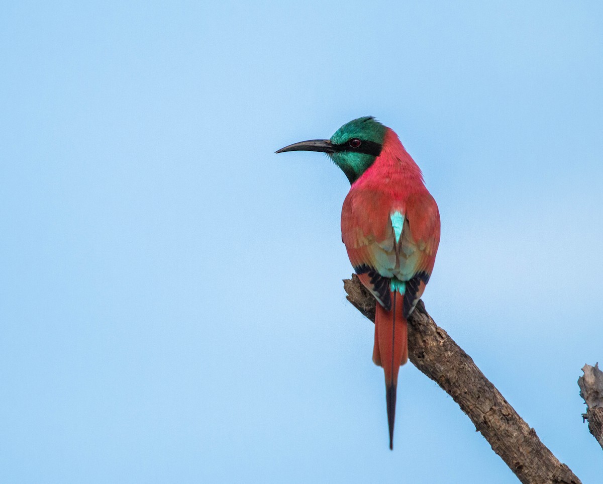 Northern Carmine Bee-eater - ML92849961