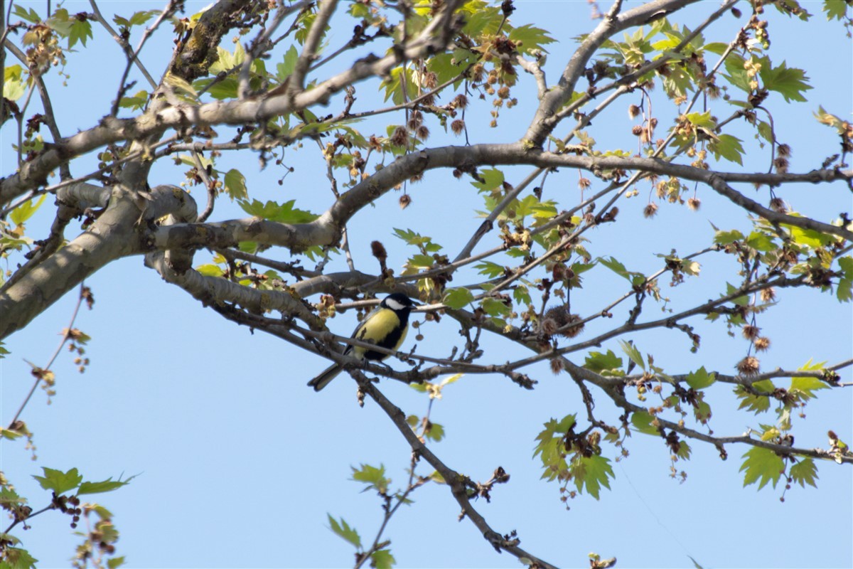 Great Tit - ML92850581