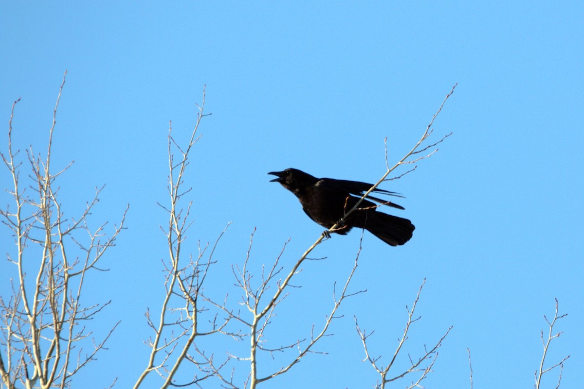 American Crow - ML92850761