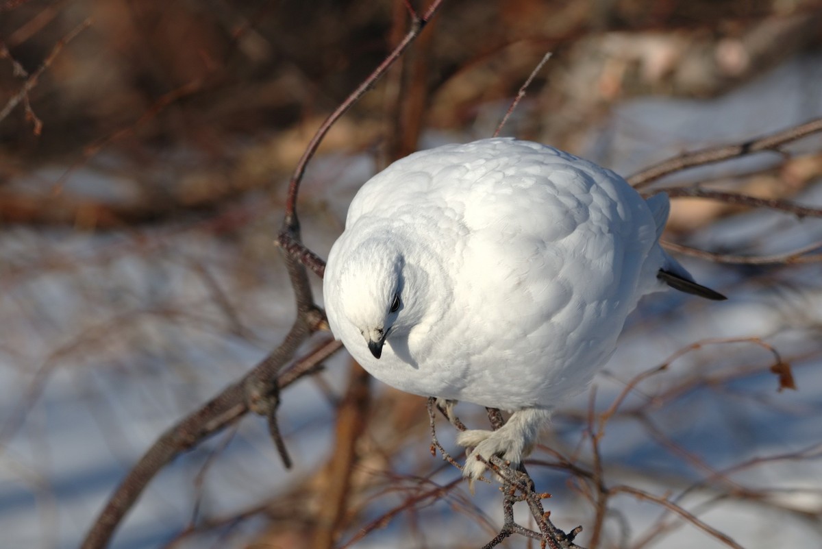 Willow Ptarmigan - ML92850981