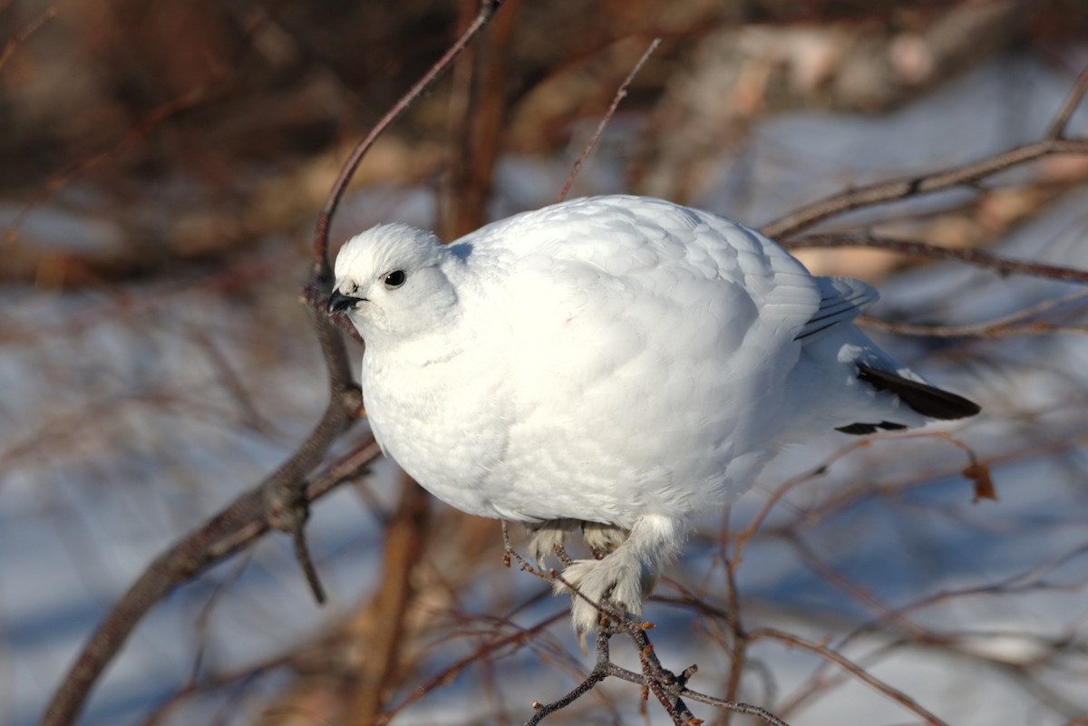 Willow Ptarmigan - ML92851001