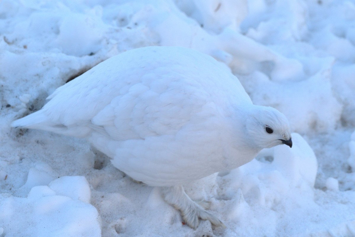 Willow Ptarmigan - Anonymous