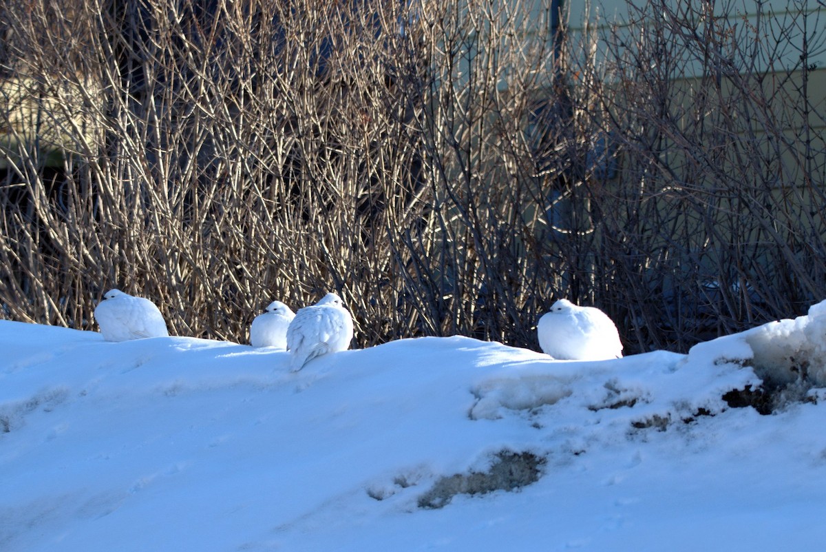 Willow Ptarmigan - Anonymous