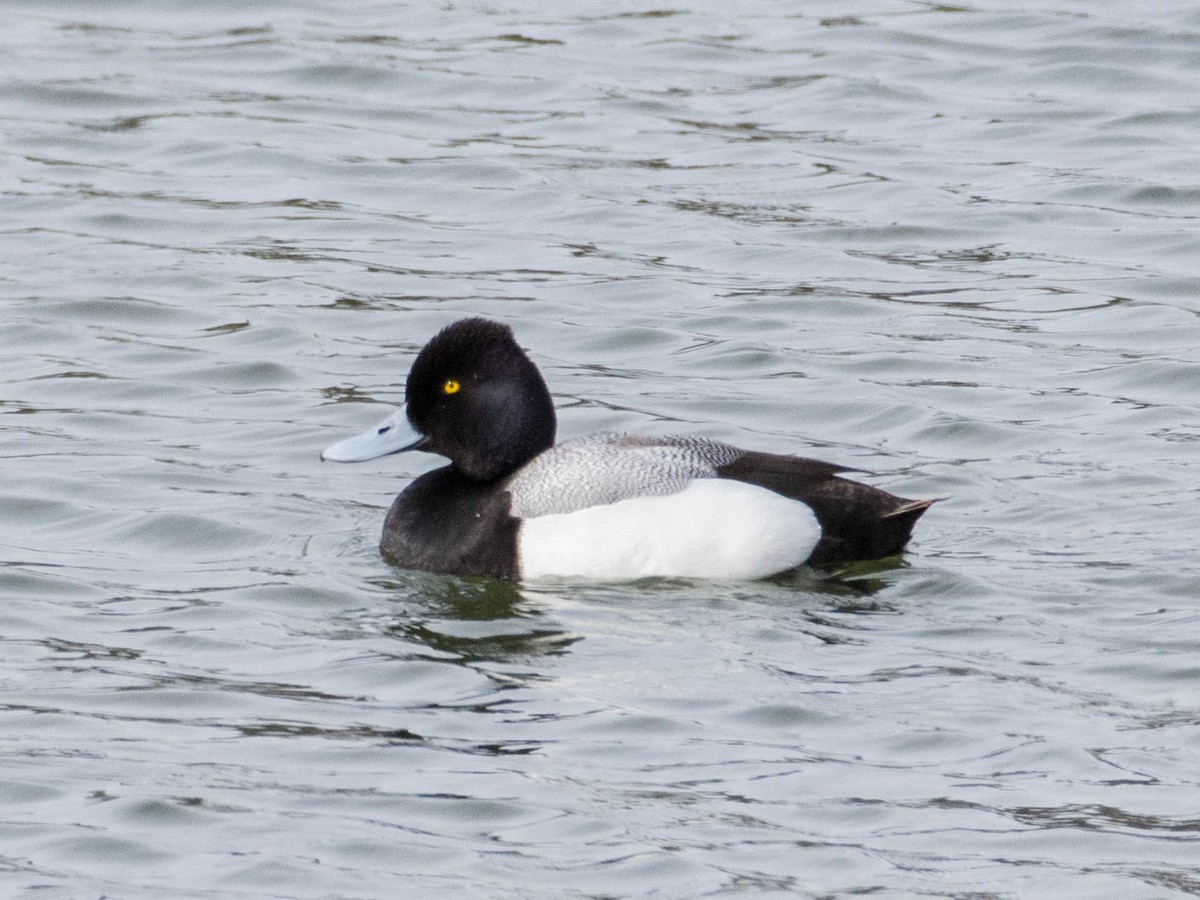 Lesser Scaup - T I