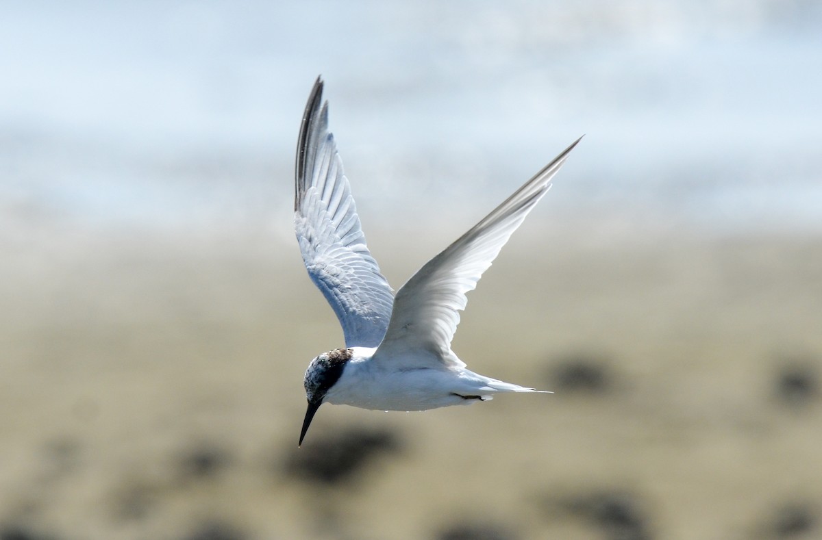 Damara Tern - Bruce Wedderburn