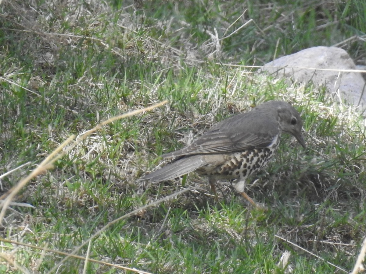Mistle Thrush - Aparajita Datta