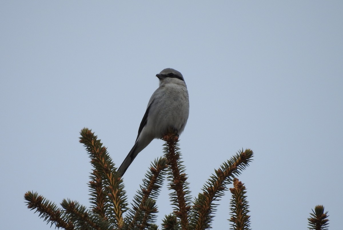 Northern Shrike - ML92852431