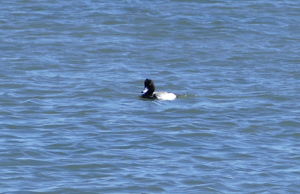 Greater Scaup - ML92852511