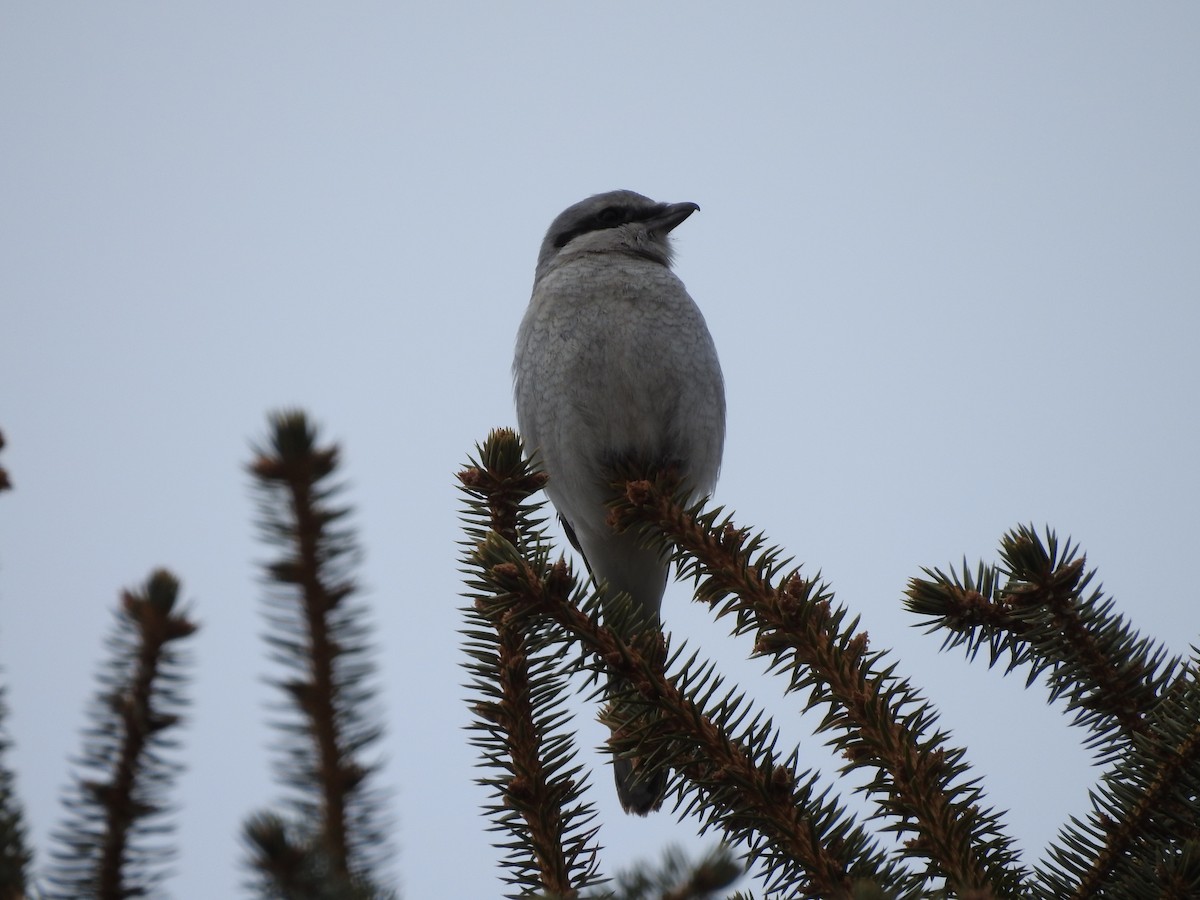 Northern Shrike - ML92852701