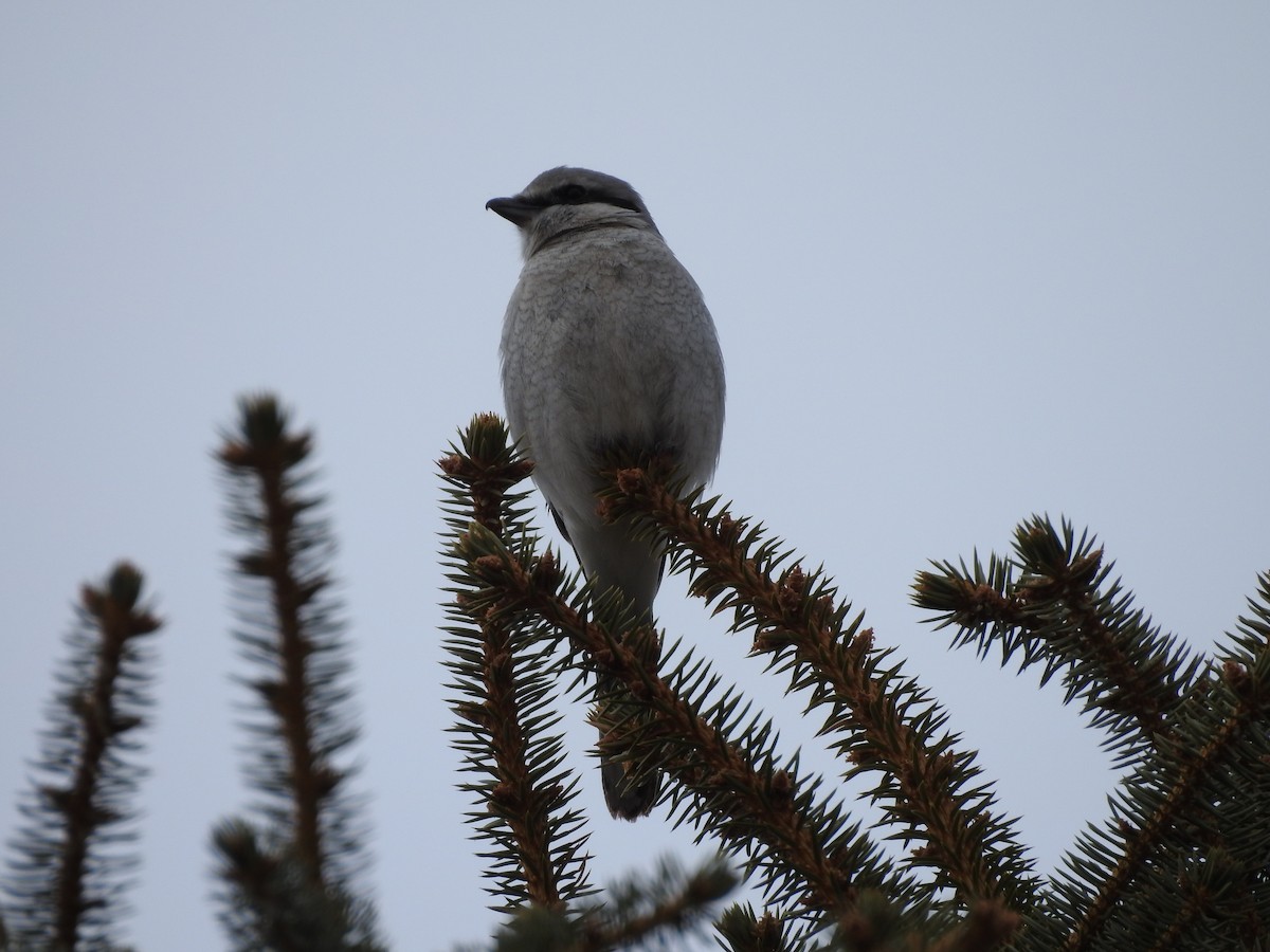 Northern Shrike - ML92852821