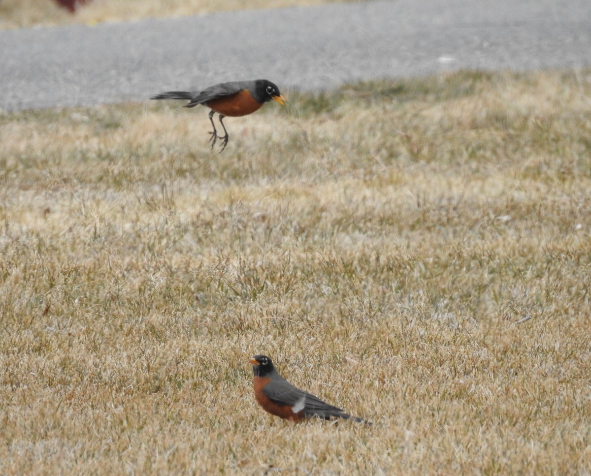 American Robin - ML92852931