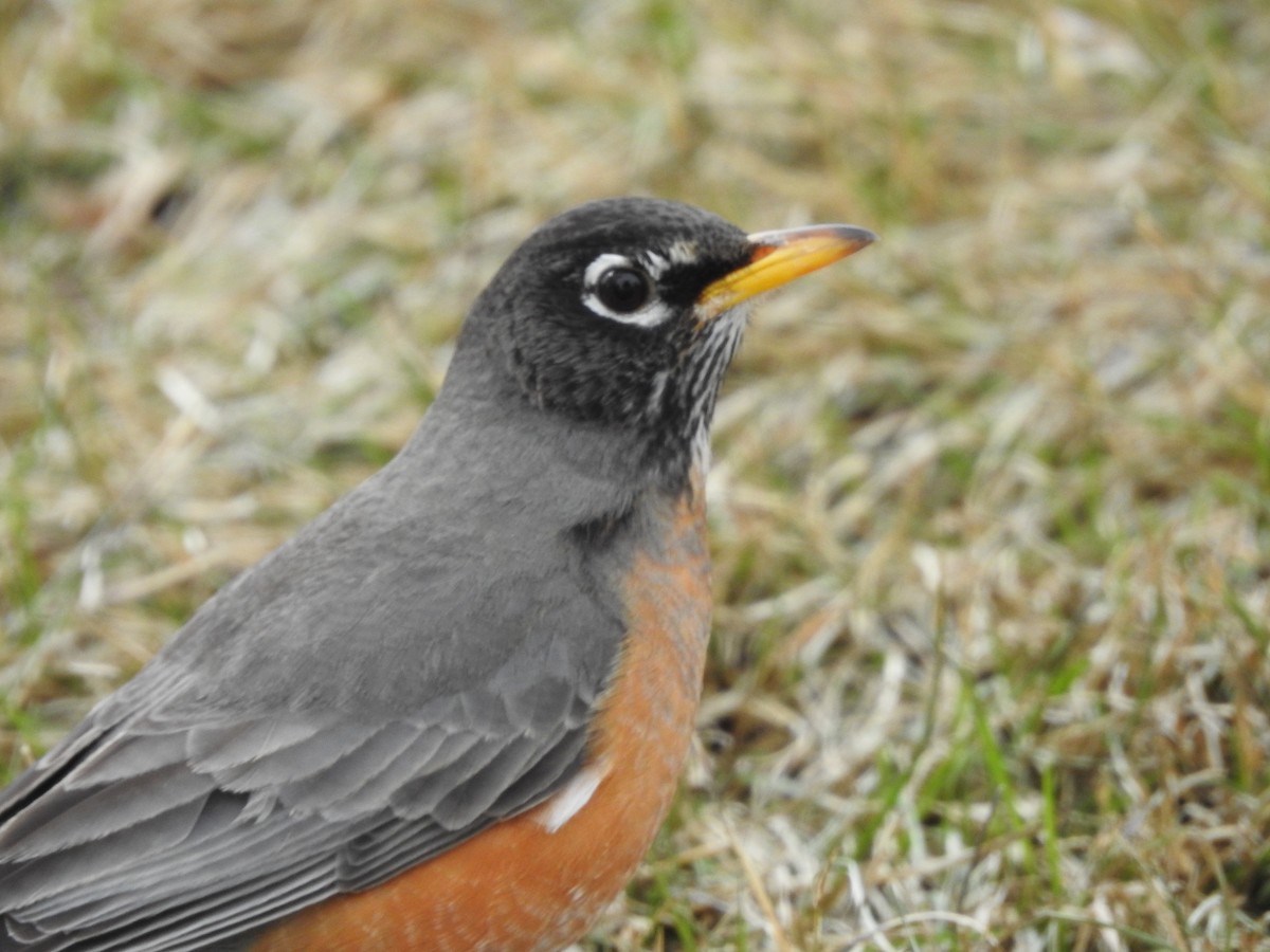 American Robin - ML92852961