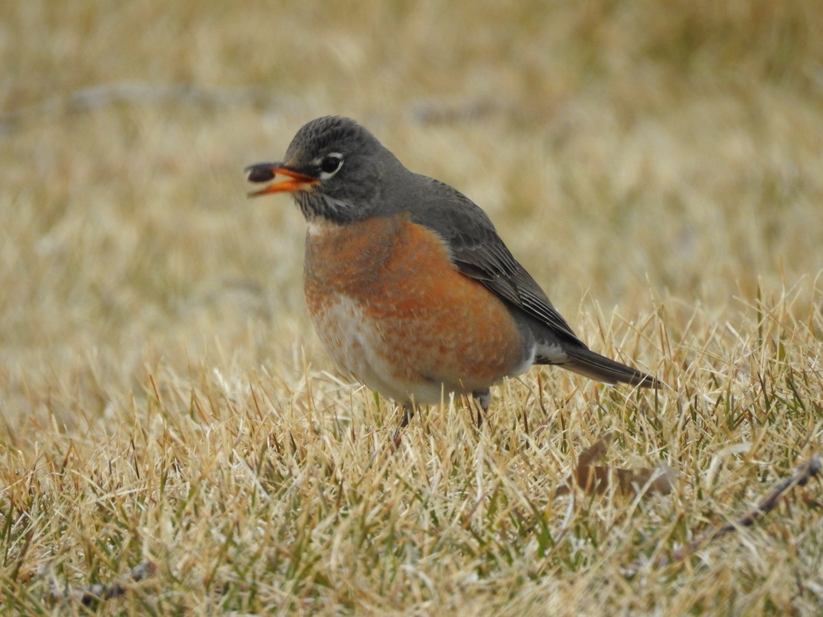 American Robin - ML92853011