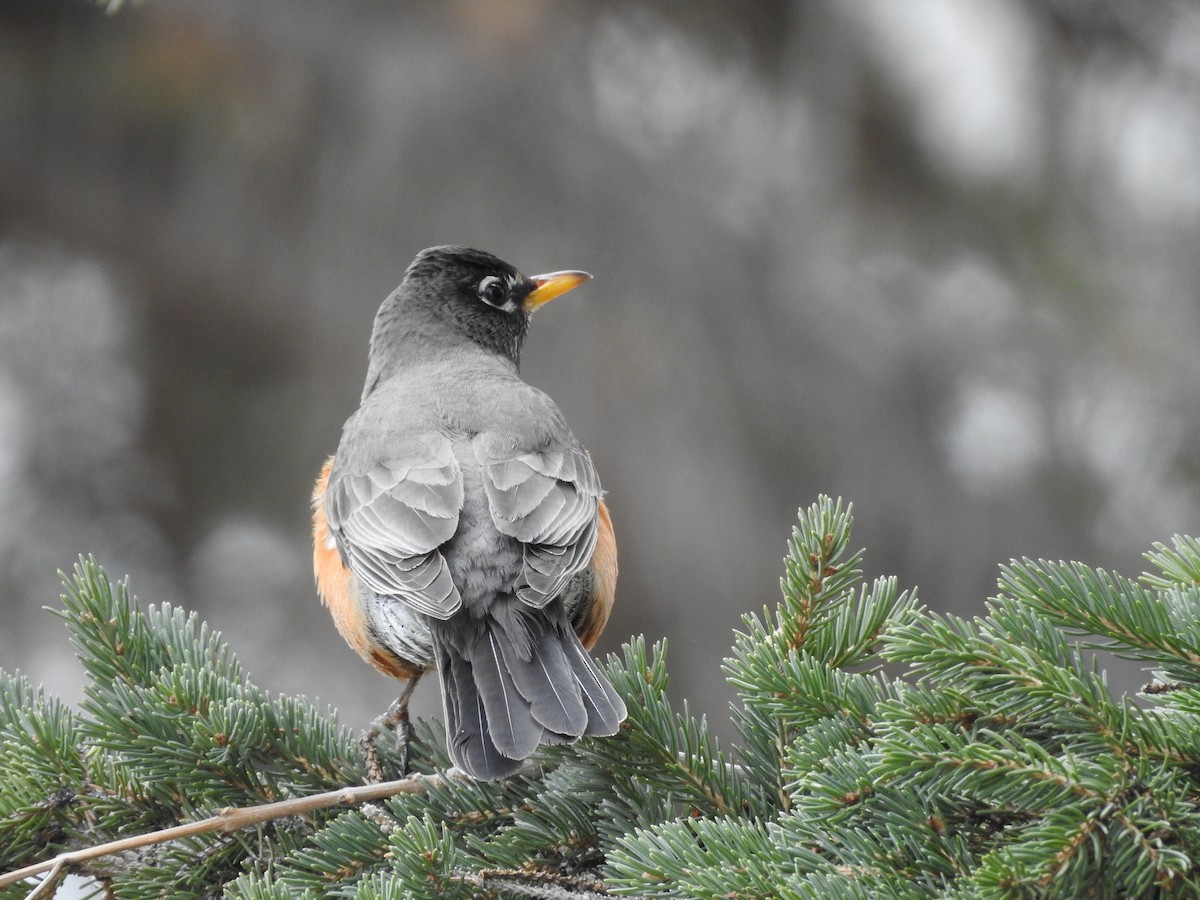 American Robin - ML92853101