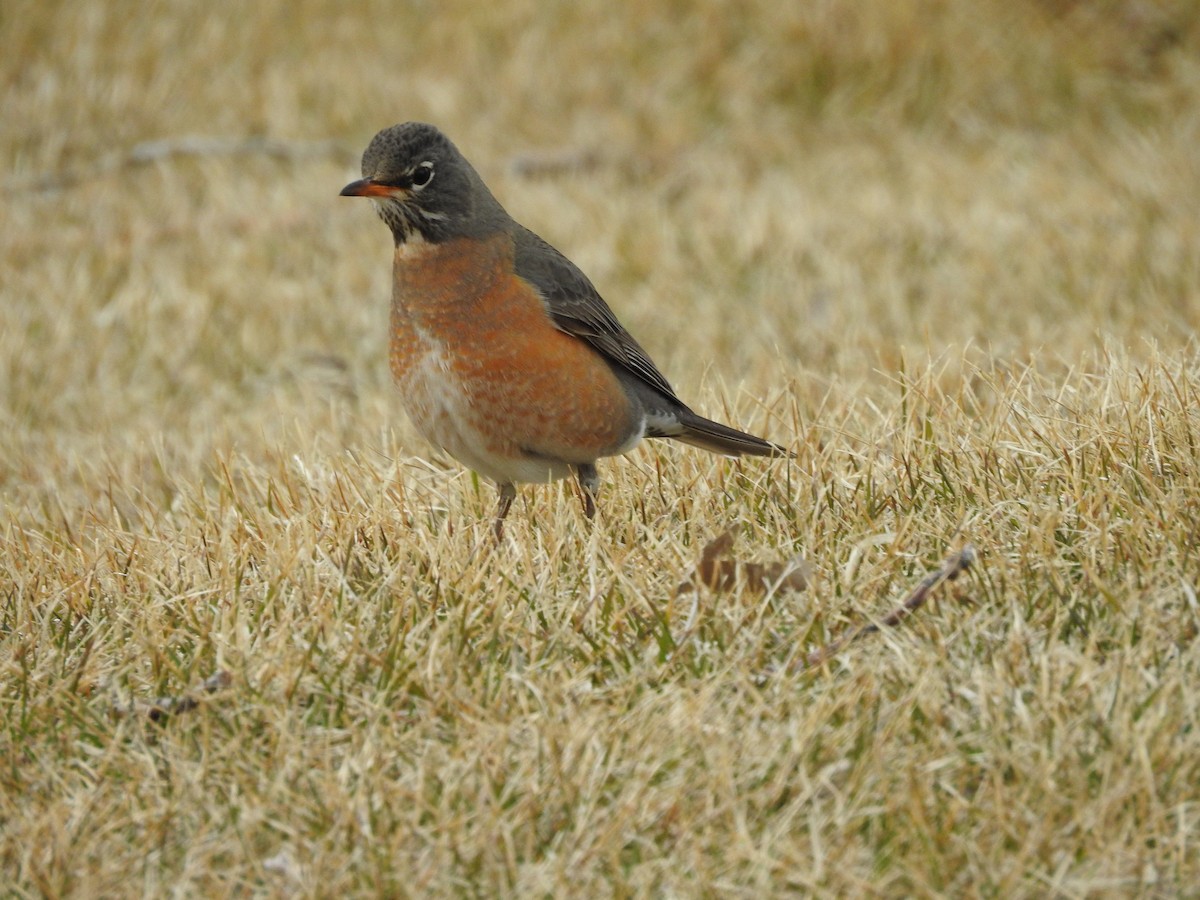 American Robin - ML92853241