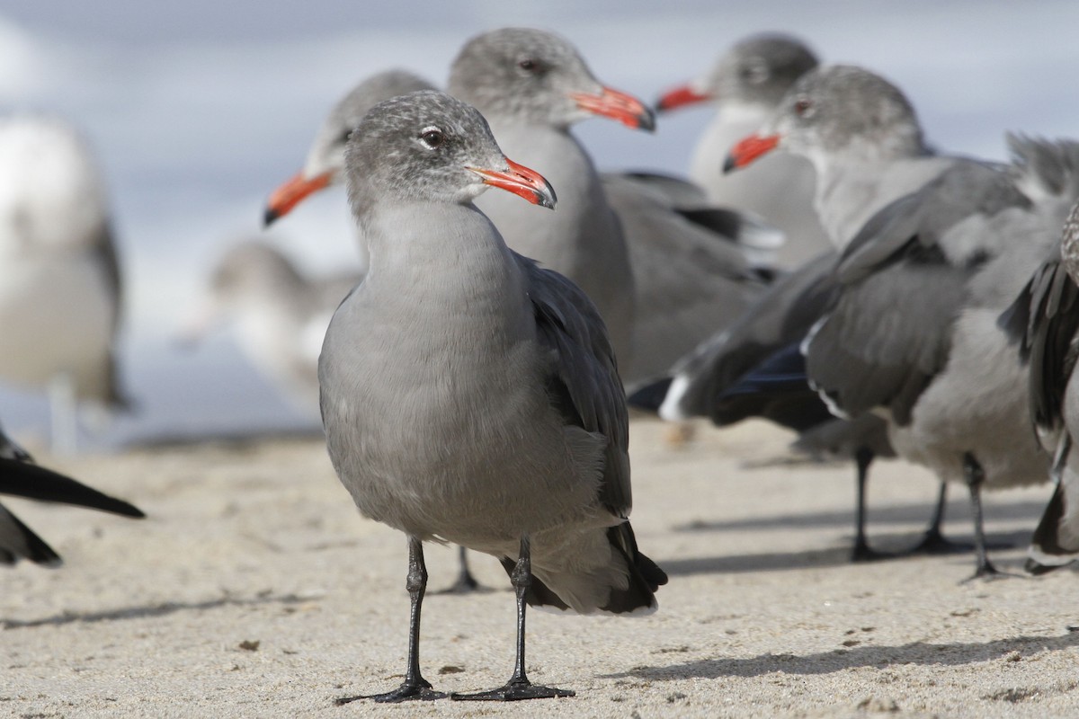 Heermann's Gull - Reinhard Vehring