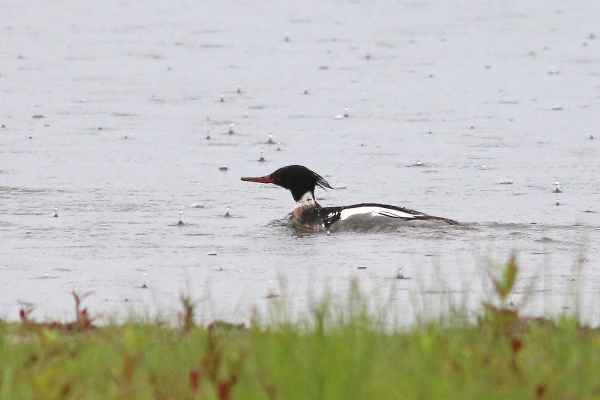 Red-breasted Merganser - Jeff O'Connell