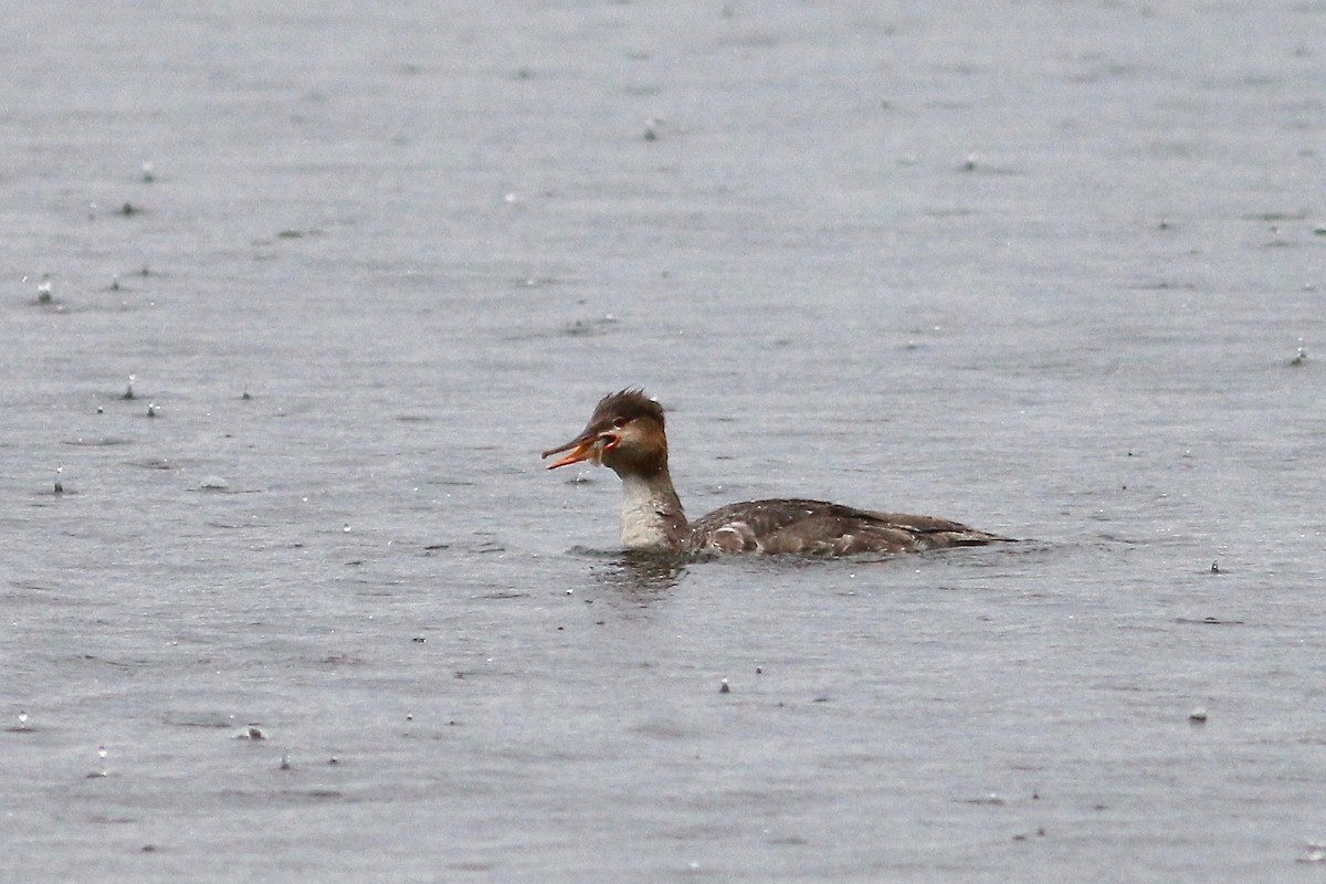 Red-breasted Merganser - ML92856001